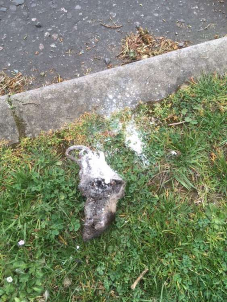 A dead rat was found near one of the patches.