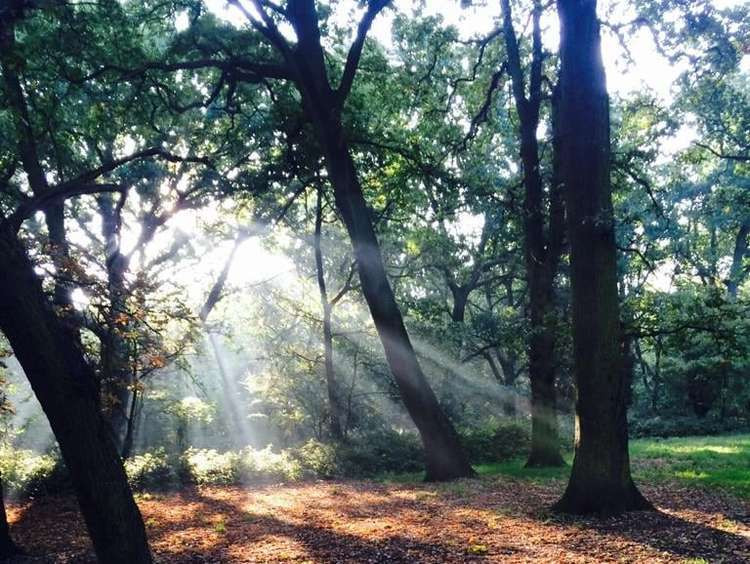 Sunlight through the trees on Tooting Common (credit: Tommy Joyce)