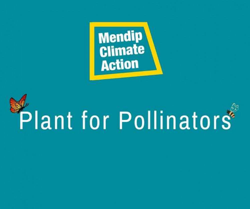 Plant for Pollinators