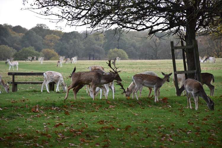 Despite the lack of natural predators, the park's deer face threats from an array of human sources.