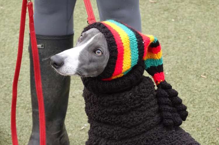 Attendees had the privilege of seeing the pampered pooches in their best finery as they strutted their stuff before the judges.