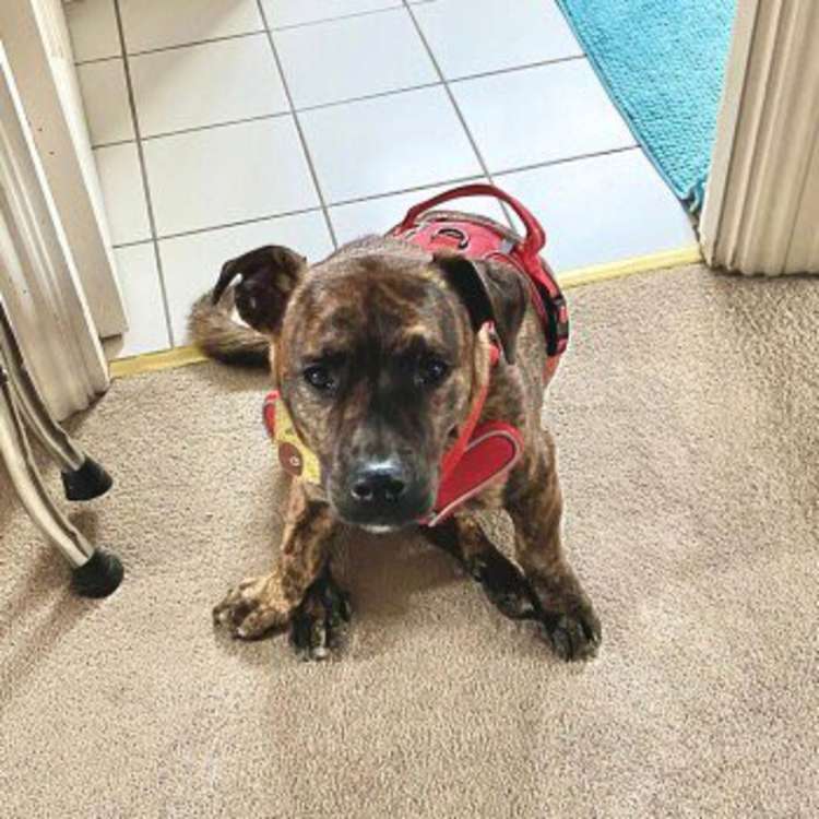 Buster the dog, who went missing in Crane Park three days ago has been found over four miles away in Richmond Park this morning – Monday.