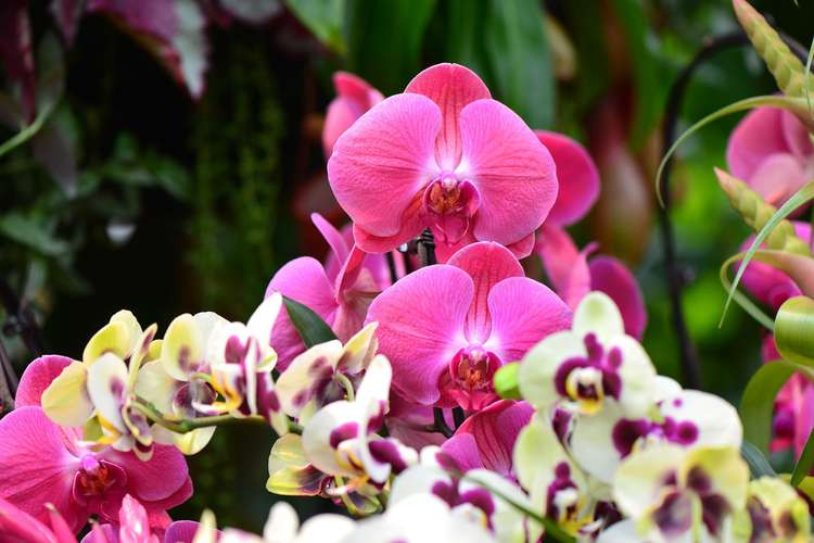 The spectacular and vibrant orchids of Costa Rica are to be the centrepiece of a new festival beginning on Saturday at Kew Gardens.