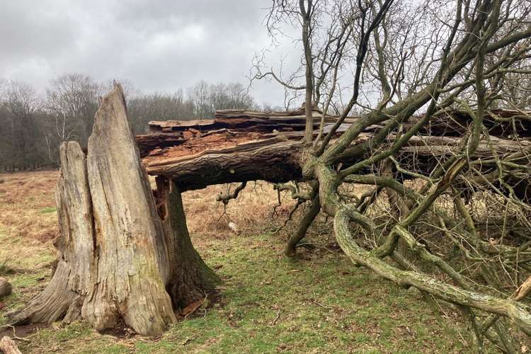 A fallen tree in Richmond Park, one of many lost and damaged during Storm Eunice (Image: Royal Parks).