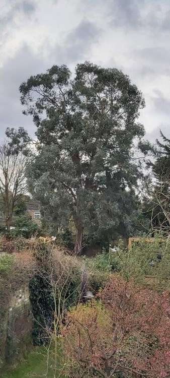 Twickenham MP, Munira Wilson, is backing efforts to save a mature eucalyptus tree from being drastically cut back by developers.