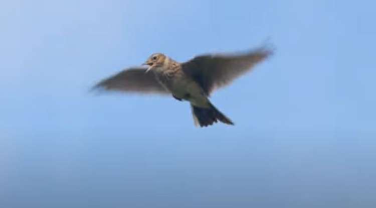 A number of fences and signs have been erected to alert Park users to the presence of the nesting birds.