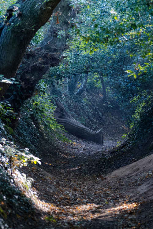 Hob Hey Wood's beautiful woodland paths