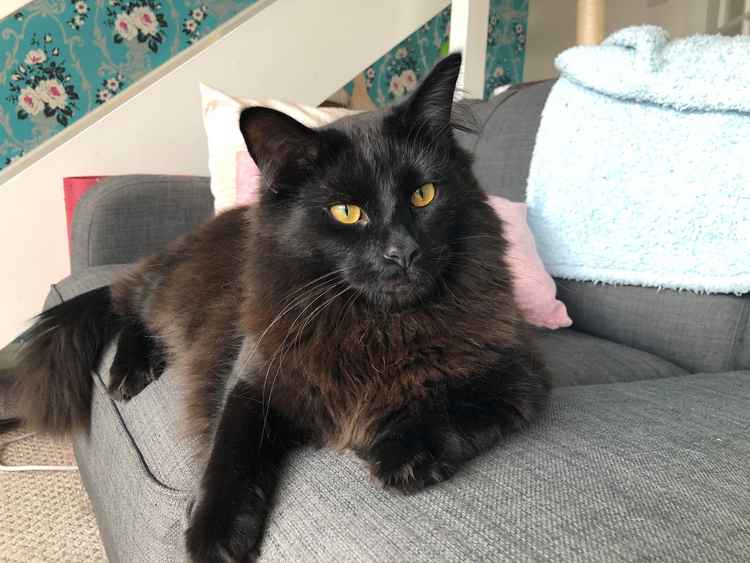 The most recent kitty reported missing in our area is Benji, who was last seen at The Paddock in Handforth.