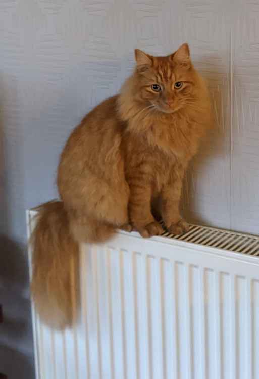 Jasper went missing almost a month ago in Wilmslow's Bluebell Lights and Highfield Crescent area.