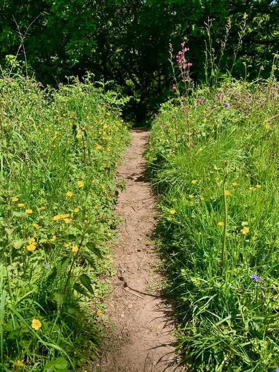 The flowers in the wood around Ashton Brook