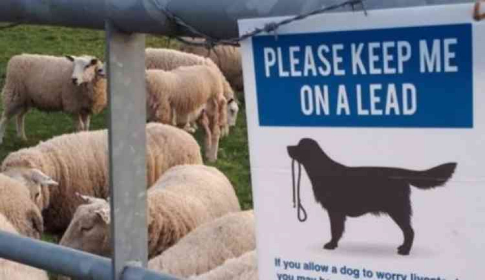 Advice: Keep your dog on a lead