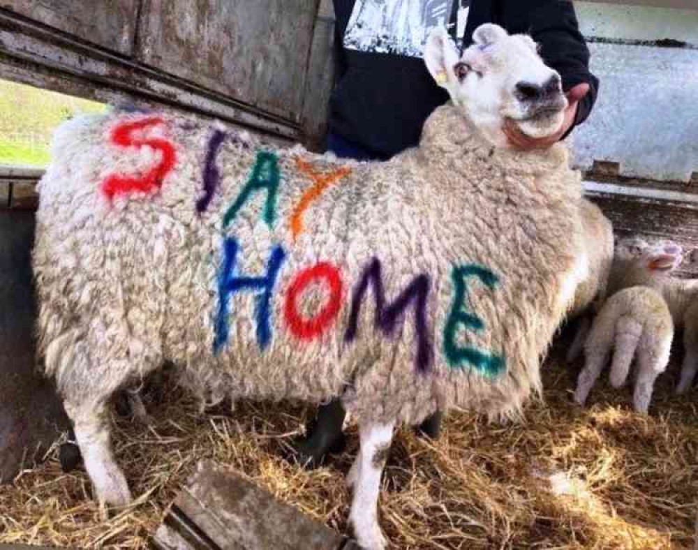 Message understood: Dolly the sheep says follow my lead and 'stay home'