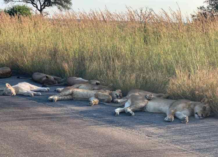 Pride of place: Lions on the highways of South Africa