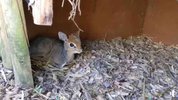 New born: What will the Kirk's Dik-Dik antelope b called?