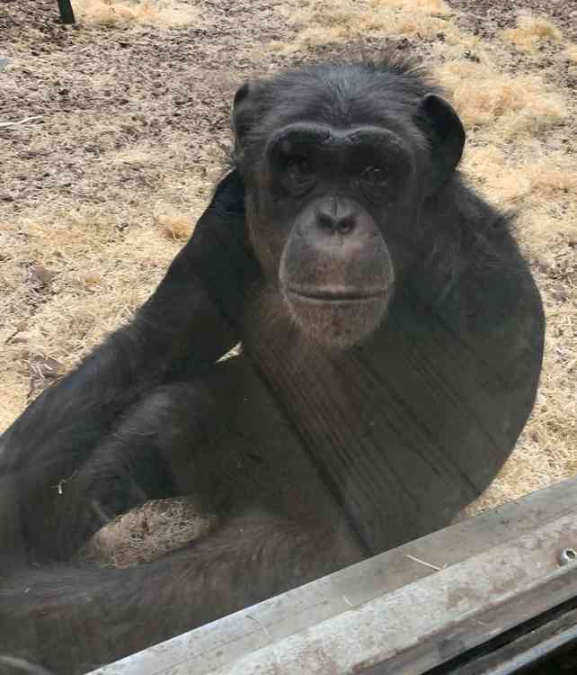 Sanctuary: Chimp at the zoo