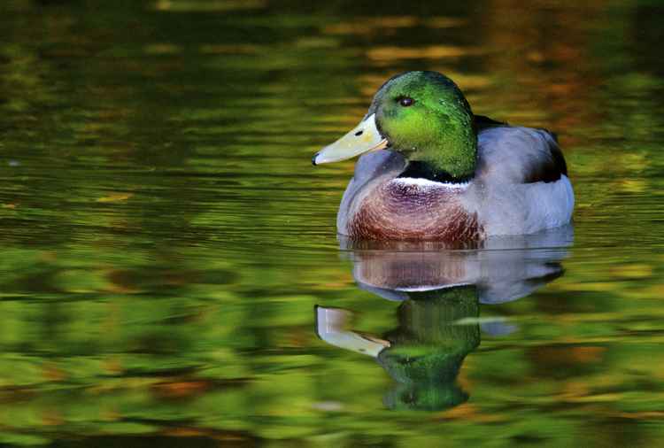 A mallard on the water