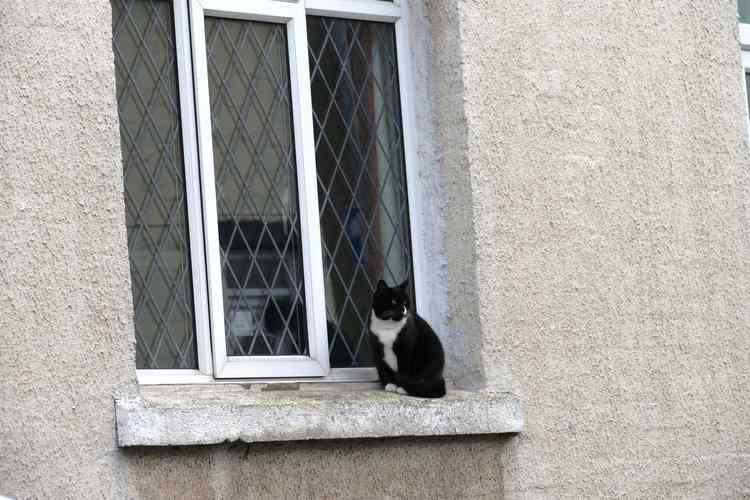 Window watcher: A friendly moggie enjoys the atmosphere