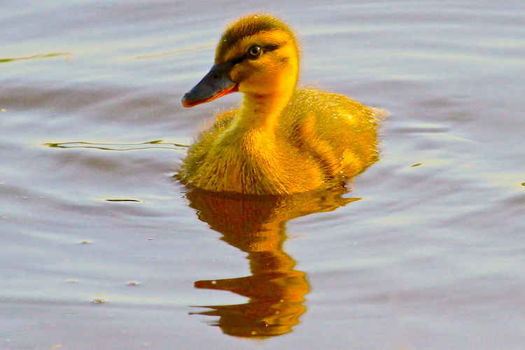 A duckling enjoying a swim