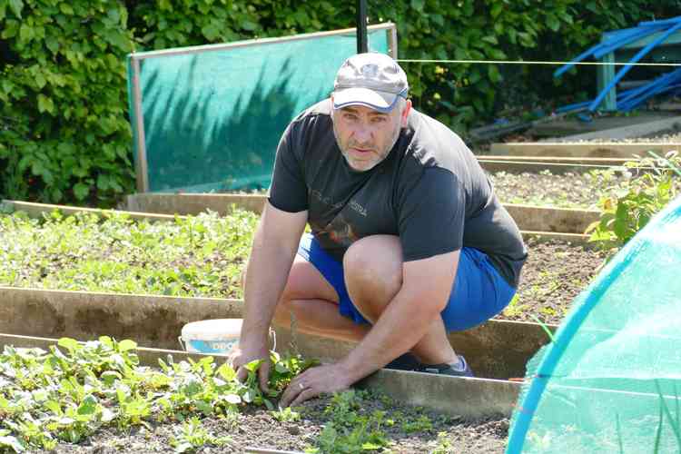 Tender touch: Martin Smith checks his raddish plants are coming on