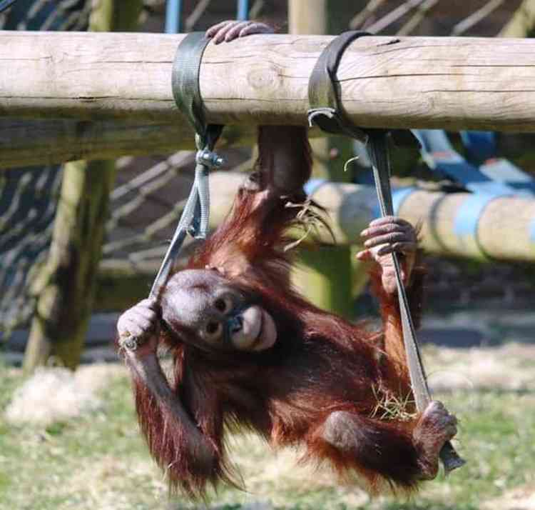 Hanging on for dear life: Zoo endangered by 'indefinite closure'