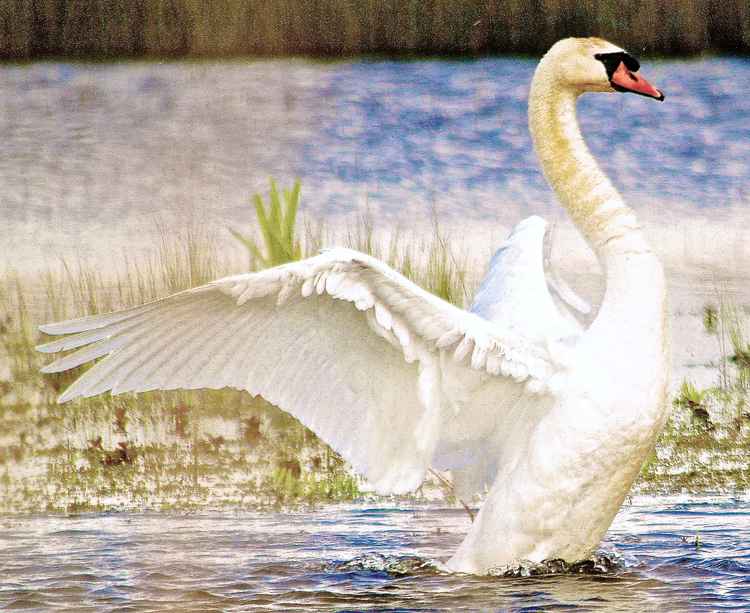 A swan leaves the water