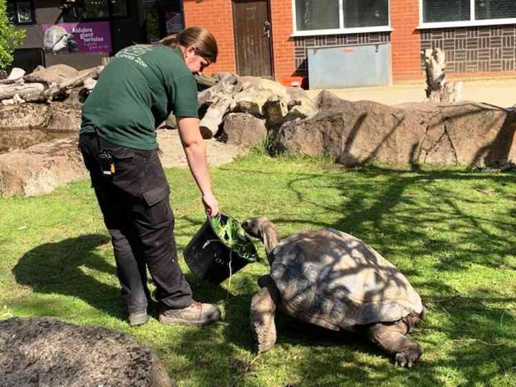 Feeding time: The Aldabra giant tortoise