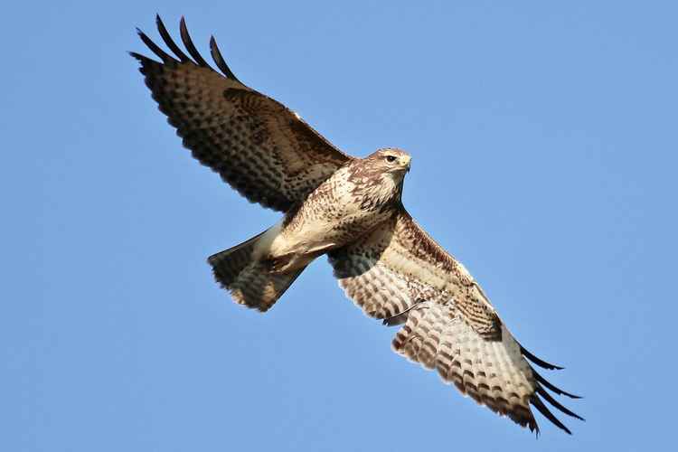 A buzzard on the prowl