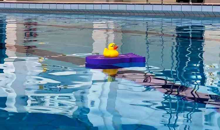 No longer alone: The pool duck has company now