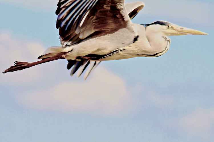 A heron in flight