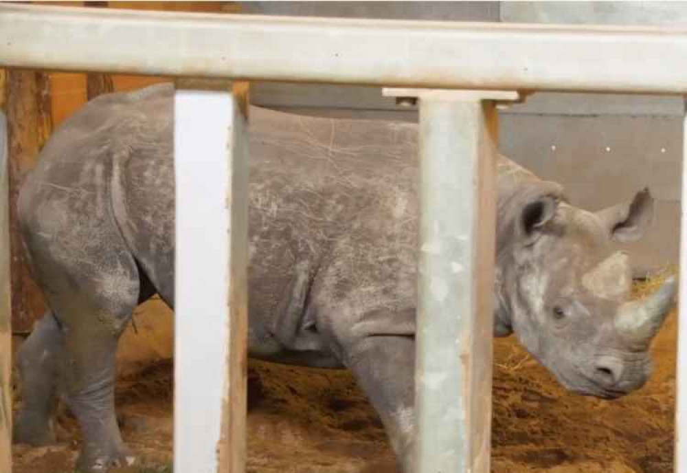 Sudan settles into his new home. Courtesy of Twycross Zoo