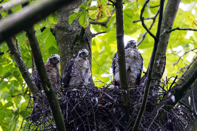 The sparrowhawk chicks from earlier this year