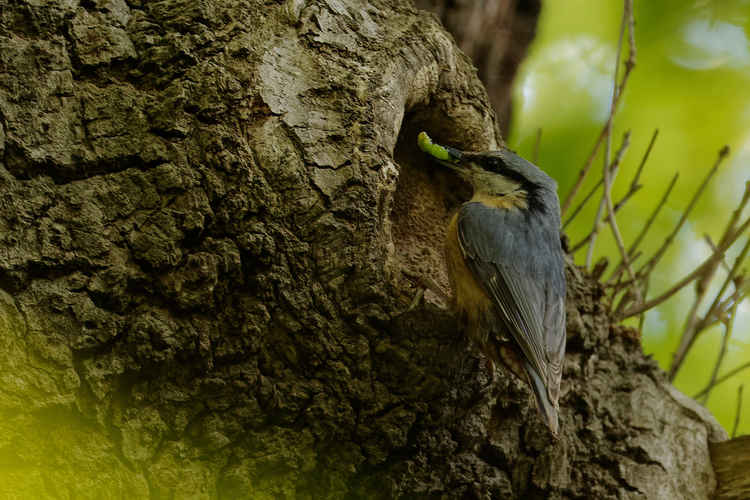 A nuthatch