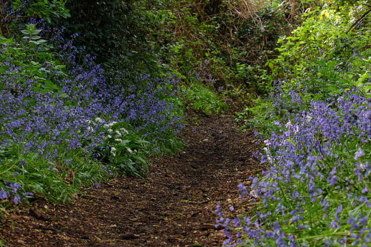 Bluebells carpeting the wood