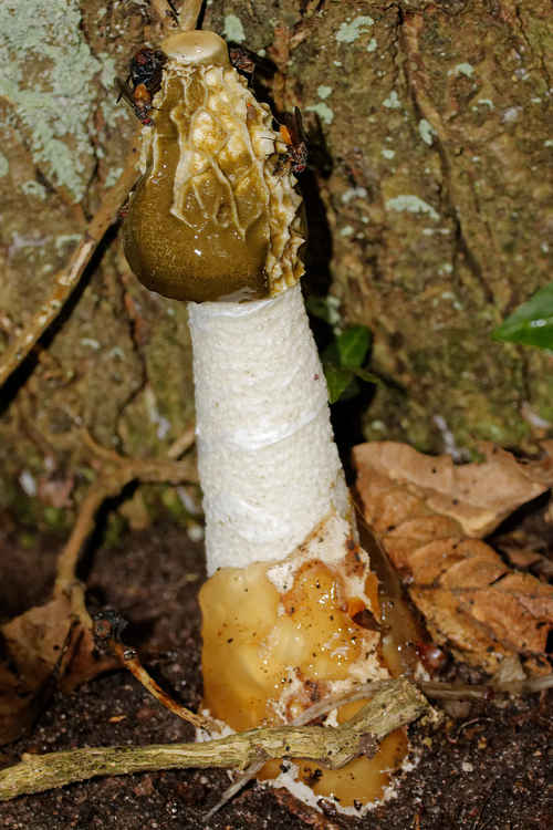 Stinkhorn fungus - a view not for the faint-hearted!