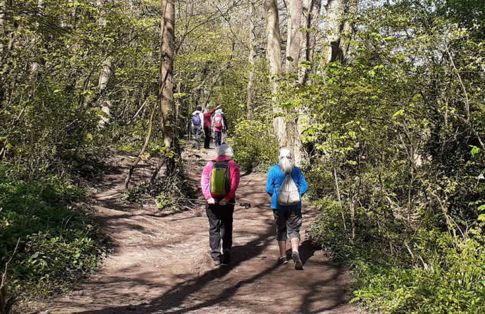 Spring walking with the Mendip Ramblers near Street (Photo: Roger Yeoman)