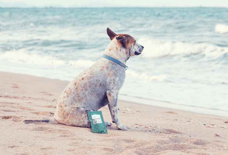 Goodchap's offers eco-friendly dog treats and toys