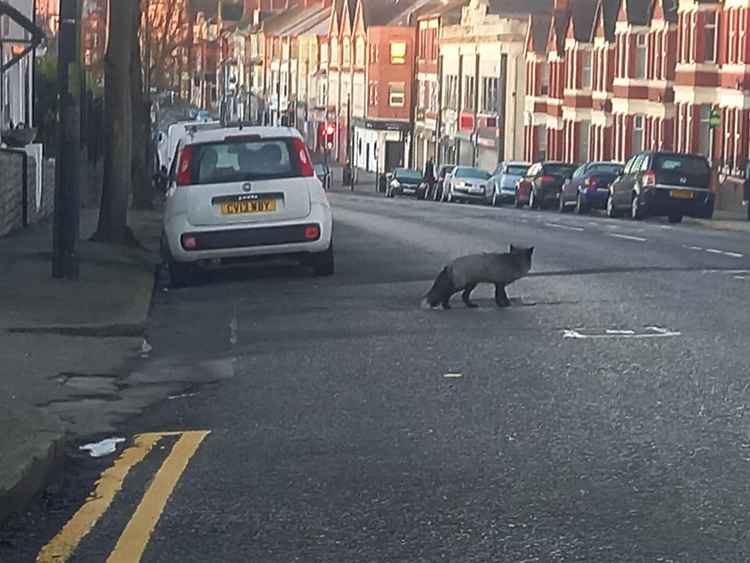 The foxes were spotted out this morning (photo by Lisa Williams)