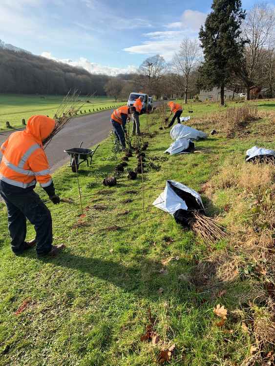 The trees being planted