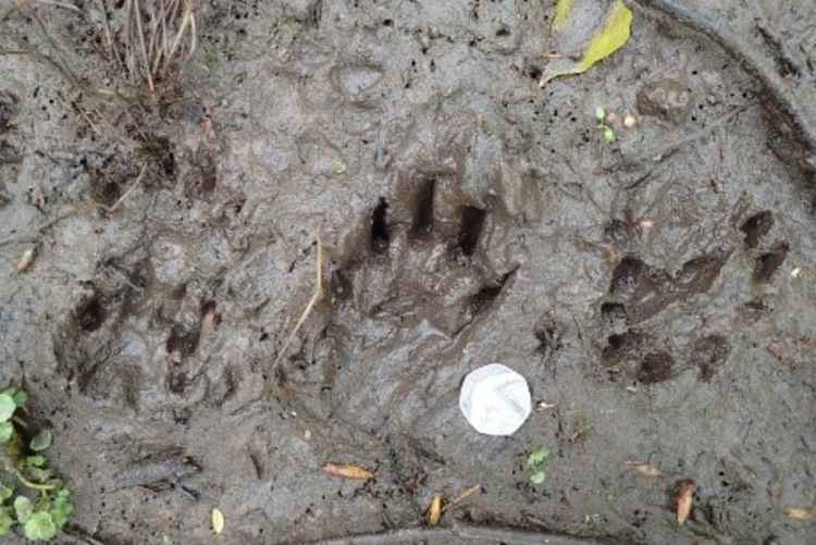 An otter footprint