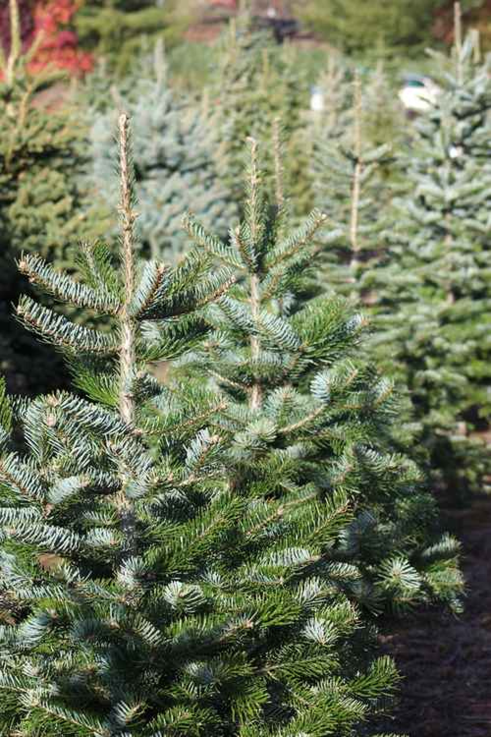 The Forest has been selling Christmas trees for many years