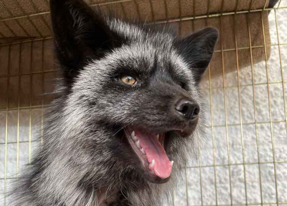 Rare black fox captured as experts warn second fox could still be on the  loose in Barry