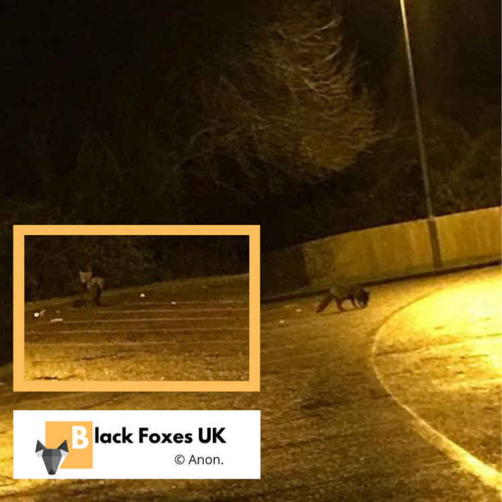 Rare black fox captured as experts warn second fox could still be on the  loose in Barry