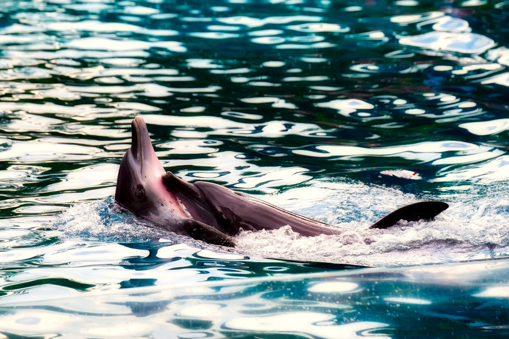 Porpoise similar to one trapped at pier