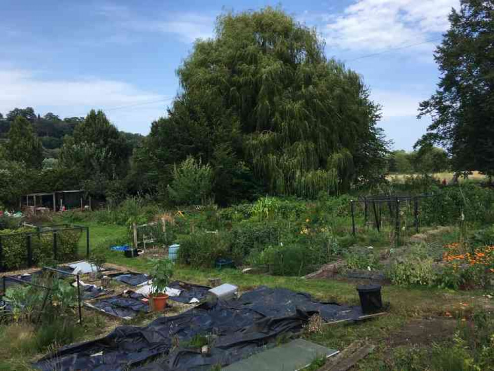 The allotments, with the willow in the background.
