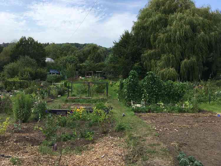 Allotment holders and gardeners are being asked to donate their surplus produce.