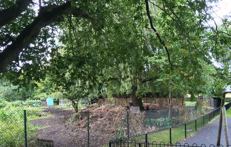 The pile of leaves and weeds that have been starving the willow's roots of oxygen.