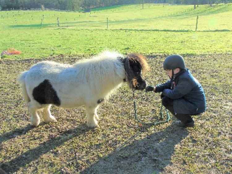 The horses are very popular with sanctuary visitors.