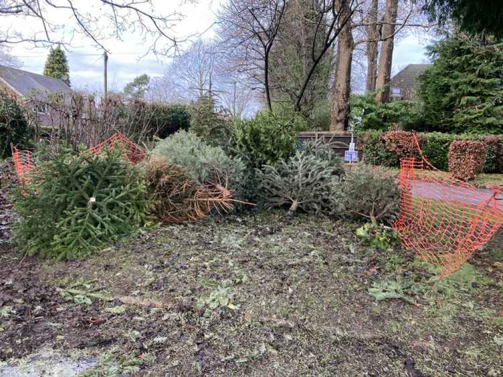 Christmas trees at the collection point at Holloway Hill Recreation Ground.