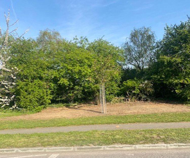 A single tree sits on the site of the Olympic flower bed.