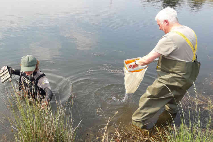 Two Environment Agency officers collecting crayfish